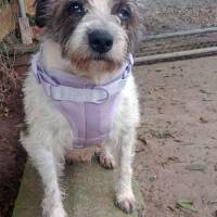 Perrita que salía de quimioterapia fue robada en el centro de Medellín