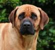 El tosa inu es una raza de perro considerada como peligrosa o poco adoptable en Corea del Sur. Imagen, iStockphoto.