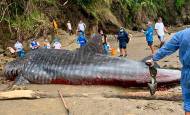 Un ejemplar de tiburón ballena encalló en las playas de Bahía Solano, Chocó. Foto: Codechocó