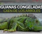 “Lluvia de iguanas” en Estados Unidos