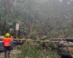 Bomberos Medellín atendió el colapso de este árbol en el primer parque de Laureles. FOTO: CORTESÍA