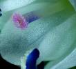 El video ganador del primer lugar mostró la autopolinización de una flor de <i>Veronica serpyllifolia</i>, revelando la sorprendente estrategia de supervivencia de esta pequeña planta silvestre. FOTO: Cortesía Nikon Small World in Motion 2025