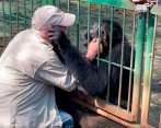 El veterinario Eduardo Sacasa y el chimpancé “Pipo” se despidieron tras 25 años de amistad. FOTO: tomada de Facebook.