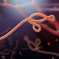 Virus del ébola. FOTO: Medline Plus.