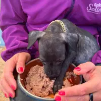 Perrito atendido en una de las jornadas previas de la Ruta Nacional Gabrica Solidaria. FOTO cortesía 