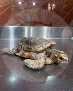 Desgarrador: una tortuga morrocoy quedó lisiada tras permanecer 30 años en cautiverio en una casa en el Valle de Aburrá