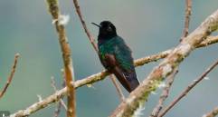 Este es el colibrí sietecolores, una de las especies que filmó el equipo de 60 Minutes. FOTO: Captura de pantalla 60 Minutes.