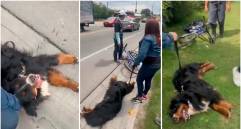 En video: Quedó registrado presunto maltrato a perro en vías de Cundinamarca