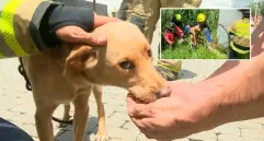 Mona fue llevada a La Perla, allí tendrá comida y un lugar menos inseguro. FOTO: CORTESÍA TELEANTIOQUIA