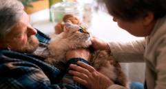 Cómo cuidar un gato mayor: guía para una vejez feliz