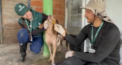 Los animales están recibiendo una valoración clínica y se les ha suministrado medicamentos. Hasta cinco animales están siendo abandonados en Urabá por las lluvias. FOTO: Cortesía Gobernación de Antioquia