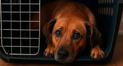 ¿Cómo denunciar criaderos informales de mascotas en Colombia?