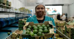 Con la tecnología y eficiencia de GreenYellow, Coltrópicos llevará el aguacate Hass a todo el mundo. Foto: Cortesía