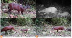 Actualmente, el mamífero se encuentra clasificado como vulnerable. FOTO Instituto Humboldt