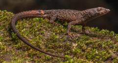 Echinosaura embera, el nuevo lagarto semiacuático descrito en Colombia, habita en los bosques húmedos del Chocó y Panamá. FOTO: Cortesía Juan Daniel Vásquez Restrepo