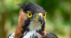 Esta es un águila crestada real, especie de la cual fue encontrado un nido en el nordeste antioqueño. FOTO: Cortesía Proyecto Grandes Rapaces
