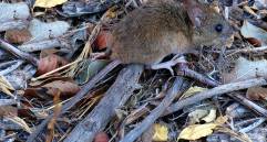 Esta es una imagen del ratón colilargo, el causante de este brote de hantavirus. FOTO Cortesía Yamil Hussein E. http://jacobita.cl/