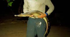 Un ejemplar de cocodrilo de Cozumel, una de las dos nuevas especies identificadas en el Caribe mexicano y en riesgo por su baja población. FOTO cortesía Universidad de de McGill