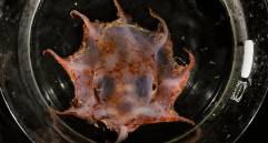 Ejemplar del pulpo flapjack de Carnarvon, una nueva especie descubierta en aguas profundas frente a las costas de Australia Occidental, a más de 1.000 metros de profundidad. FOTO cortesía 