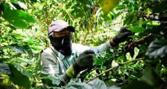 El mucílago es la capa pegajosa que está entre la cáscara y el grano de café. FOTO: Cortesía ITM