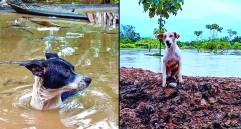 Este es el panorama actual en municipios como Apartadó, Necoclí, Turbo y Chigorodó, donde los animales han sido encontrados en pésimas condiciones; muchos de ellos han muerto en las inundaciones. FOTO: CORTESIA