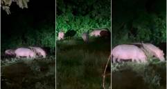 Al menos siete hipopótamos fueron avistados en los últimos días en Doradal. FOTOS Captura de video cortesía