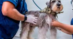Perros y gatos en condición de abandono son los principales afectados por el retraso en la reglamentación de la Ley Esterilizar Salva. FOTO Juan Antonio Sánchez