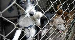 En Antioquia, de acuerdo con el reporte oficial, en lo que va corrido de este año ha habido 116 denuncias de maltrato animal, frente a 97 a la misma fecha del 2025. Para el caso Medellín, han sido 49 en Medellín, 9 más que en 2025. Foto/Colprensa/El País