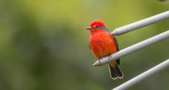 Según Birdfair Colombia, Cali es reconocida por ser la capital mundial de la salsa y ser la “ciudad de las aves”. Foto: Juan Antonio Sánchéz Ocampo.