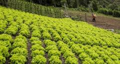 Imagen de referencia de unos cultivos en San Cristóbal. Foto: Julio César Herrera Echeverri.