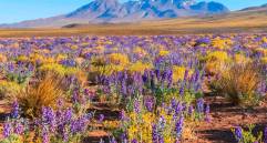 El Desierto de Atacama, ubicado en Chile, hace parte de The cool list 2024. Foto: Cortesía Civitatis.
