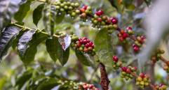 La iniciativa “Aroma entre Montañas” busca visibilizar a empresarios y emprendedores que combinan el cultivo del café con el turismo. FOTO: José Luis Arago, EL COLOMBIANO