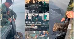 Así fue el rescate del jaguar por las autoridades brasileñas. FOTOS Tomada de Instagram @seguranca_am