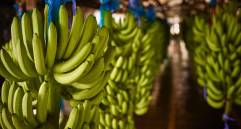 Urabá concentra el 60% de la producción nacional de banano. FOTO: cortesía Uniban. 