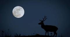 La Luna del Ciervo podrá apreciarse en Colombia este miércoles, 29 de julio, en Colombia. Foto: Getty Images