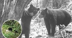 El bosque del Huila vuelve a dar vida; cámaras captan crías de oso andino. Foto: Cortesía Corporación Autónoma Regional del Alto Magdalena