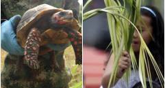 La palma de cera, árbol nacional de Colombia y hogar del loro orejiamarillo, enfrenta cada año una presión creciente durante las celebraciones religiosas, junto algunos animales. FOTO: Manuel Saldarriaga y Colprensa