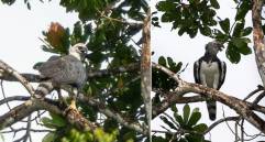 Avistaron una águila arpía en San Cipriano, ubicada en el municipio de Buenaventura, Valle del Cauca. FOTOS: Corporación Autónoma Regional del Valle del Cauca 