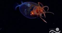 Esta es la primera observación en vivo confirmada del calamar colosal, Mesonychoteuthis hamiltoni, en su hábitat natural. Foto cortesía Europa Press/Schmidt Ocean Institute. 