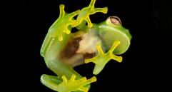 El Instituto Humboldt será el organizador local del evento, gracias a su experiencia en investigación y conservación de la biodiversidad. FOTO cortesía Instituto Humboldt 