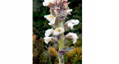 La Puya farallonensis, nueva especie de bromelia descubierta en los Farallones de Cali, habita en un único parche de páramo a más de 3.500 metros de altura y enfrenta peligro crítico por la minería ilegal. FOTO cortesía Julio Betancur, investigador del ICN