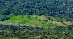 La pérdida de bosques no ocurre igual en todo el mundo: mientras la agricultura permanente impulsa la deforestación en América Latina, en África predominan los cultivos migratorios y en Rusia los incendios. FOTO: Juan Antonio Sánchez