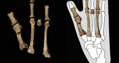 El pie de Burtele permitió reconstruir cómo se desplazaba A. deyiremeda y cómo convivió con otros homininos en el este de África hace 3,4 millones de años. FOTO: Agencia SINC