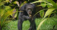 Yoko fue traslado de Pereira a Brasil, donde compartirá con otros 50 chimpancés. Foto: Suministrada a EL COLOMBIANO