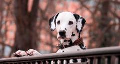 Un perro en etapa adulta durante una sesión de entrenamiento, una de las conductas analizadas por el Dog Aging Project. FOTO Pixabay