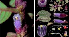 La Columnea cumanday, la nueva especie descubierta en los bosques del Nevado del Ruiz, destaca por sus flores moradas y su valor simbólico ligado al nombre ancestral de la montaña. FOTOS cortesía 