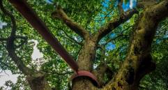 ¿Por qué el árbol algarrobo emana un olor fuerte en ciertas temporadas del año? FOTO: ANDRÉS CAMILO ECHEVERRY SUÁREZ