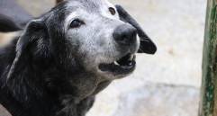 Un total de 80 mascotas, como este perrito, buscan un hogar para pasar sus años dorados rodeados de amor y tranquilidad. FOTO: Cortesía Alcaldía de Medellín