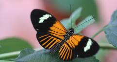 Esta es la especie Heliconius Elevatus, mariposa creada por el cruce de dos especies. FOTO cortesía U. del Rosario