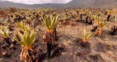 Vista de un páramo afectado por incendios, ecosistemas clave para la regulación del agua y la biodiversidad. FOTO: Cortesía Instituto Humboldt 